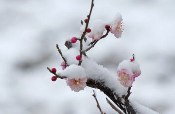 ң֪����ѩΪ�а�������ʲôֲ�� ��֮�ľ���֮һ��÷��