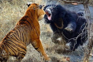 老虎和棕熊谁厉害 老虎和棕熊厉害程