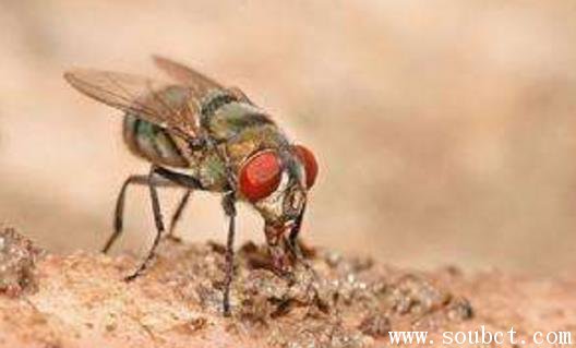 ����������ĵĲ� Ӭ��������ô�õ�