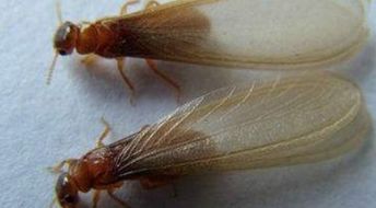 大水蚁有毒吗 和一般的蚂蚁差不多毒