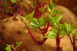 ��ѿ���������ܳ��� ���ܳԿ�������ʳ���ж�