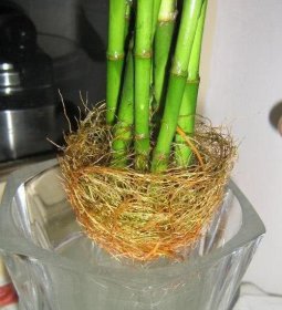 ������Ҷ�ӷ�����ô�� ��Ҫ���޼��ٻ���