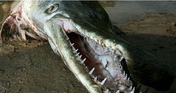 鳄雀鳝多少一条 它是一种低等的硬骨鱼