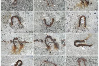 ���߳���ôɱ�� ɱ�����߳���õİ취