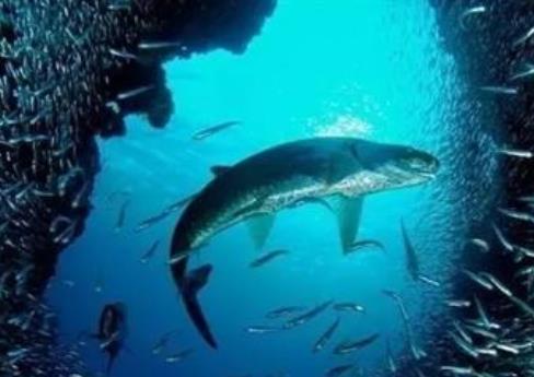 ����ЧӦʲô��˼ ����������������ɳ����Ĺ���