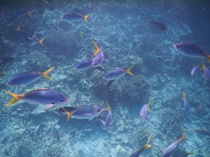 ����Ϊʲô����ȥ�� ���˵��Ļ��ɵڶ�������