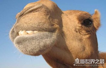 �����м���θ ��ʵ����ֻ������θ����