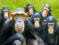 黑猩猩和人类杂交过吗 人类祖先曾与黑猩猩杂交繁衍