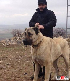 世界第一巨犬 土耳其坎高犬的肩高能够轻而易举超过一米