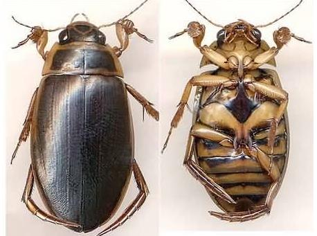 水蟑螂并不是蟑螂,水蟑螂也可以叫做龙虱,而蟑螂是昆虫,水蟑螂虽然名