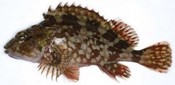 ʯ�Ź������Ǯһ�� ��100Ԫһ������