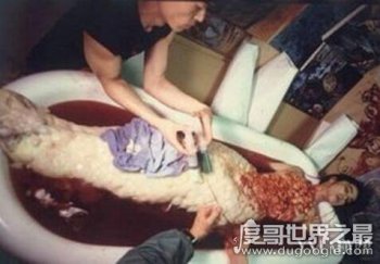 日本人活吃美人鱼 只是人为编撰出来的图片