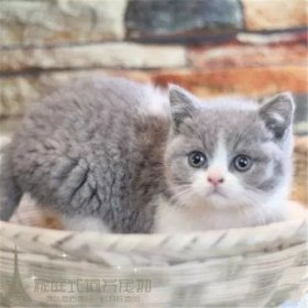Ӣ��è����Ǯһֻ �Ǵ��ֵ��ۼ۶���1000����