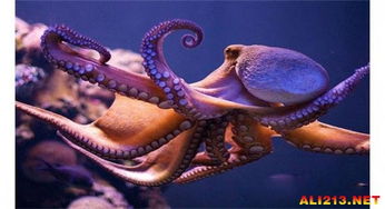 ���������������� ӵ�������ķֱ��������������һ��������