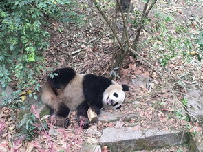大熊猫走路什么样子 走路方式是内八字