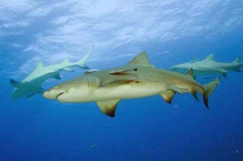 柠檬鲨多少钱一只 柠檬鲨为什么叫柠