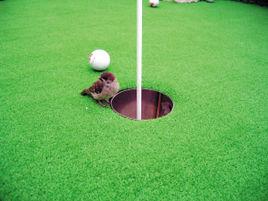 老鹰球和小鸟球是什么区别 球杆数低于标准杆数两杆叫老鹰球