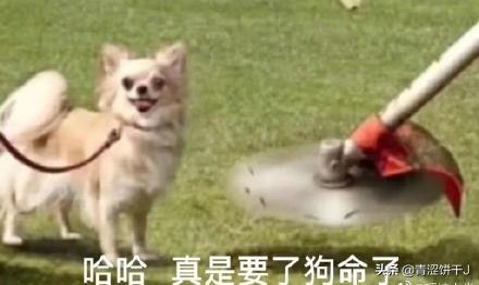 �ű�q������ʲô��˼ ת��������˽�����