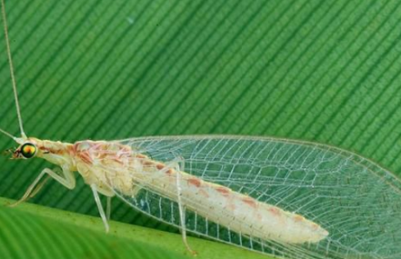 ������ϼ򵥽��� �����Ҫ��������Щ