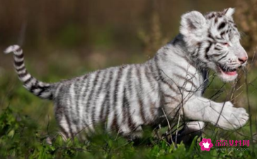 �����껢��Ҫע��ʲô �������˵ı�������ʲô����