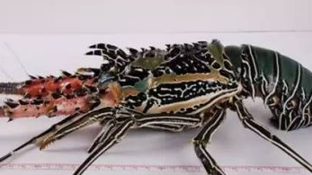 ��ϺͼƬ ��ͬ���������Լ�����Ϻ����