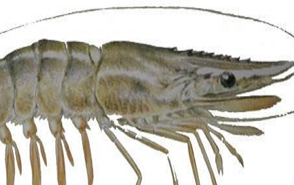 ��ϺͼƬ ��ͬ���������Լ�����Ϻ����