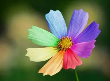 ��ɫ��������ʲô ����ͱ���Ĺ���