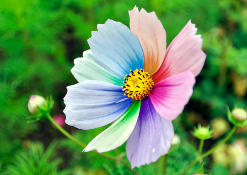 七色堇花语是什么 花语和背后的故事