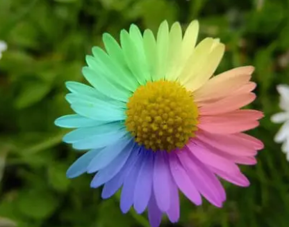 ��ɫ��������ʲô ����ͱ���Ĺ���