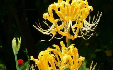 �������������ĸ��� ��һ���֣���