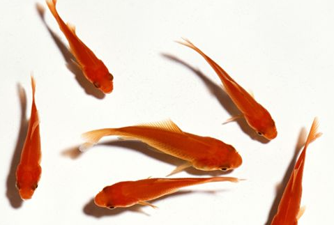 ���������ʲôԢ�� һ����˵�����������ȽϺ�