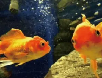 ���������ʲôԢ�� һ����˵�����������ȽϺ�