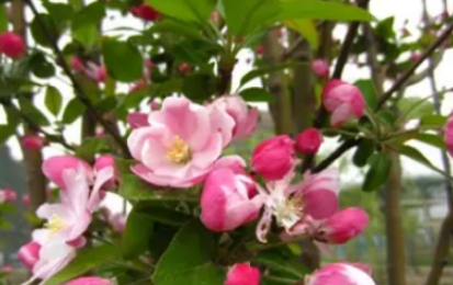 不一样的花都有它自己的象征意义 各种花的象征意义