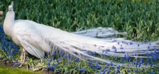 ��ɫ��ȸ����Ԣ��ʲô��˼ ˵��ʲôԤ��