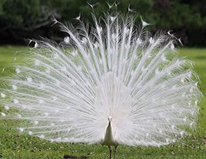 ��ɫ��ȸ����Ԣ��ʲô��˼ ˵��ʲôԤ��