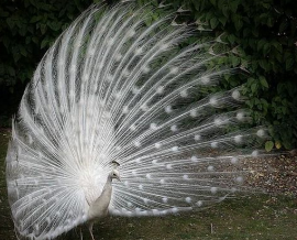 ��ɫ��ȸ����Ԣ��ʲô��˼ ˵��ʲôԤ��