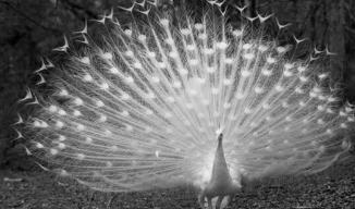 ��ɫ��ȸ����Ԣ��ʲô��˼ ˵��ʲôԤ��