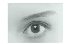 4��˫��Ƥ����ͼƬ