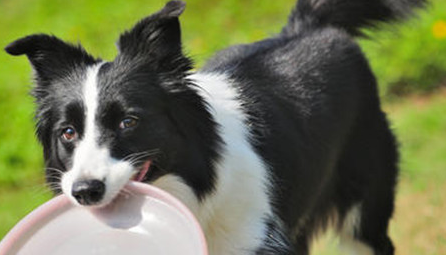 ������Ĺ����� ��Щ�����ճ��������Ǻܴ�����