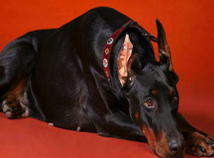 ������Ĺ����� ��Щ�����ճ��������Ǻܴ�����