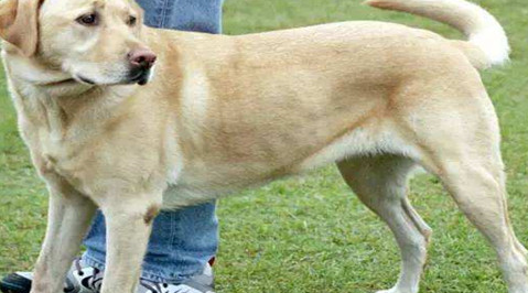 ������Ĺ����� ��Щ�����ճ��������Ǻܴ�����