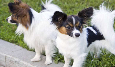 ������Ĺ����� ��Щ�����ճ��������Ǻܴ�����