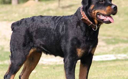 ������Ĺ����� ��Щ�����ճ��������Ǻܴ�����