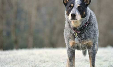 ������Ĺ����� ��Щ�����ճ��������Ǻܴ�����