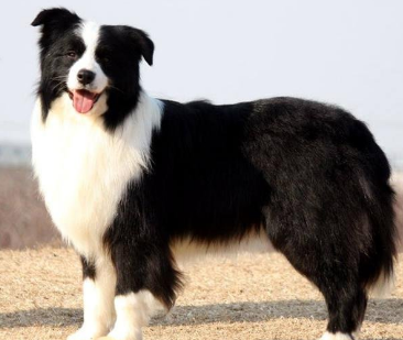 �������кܶ�����Ĺ��� ������������