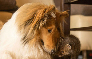 �������кܶ�����Ĺ��� ������������