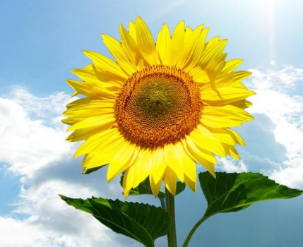 ���տ�����Ԣ�� ���տ��Ļ�����̫��