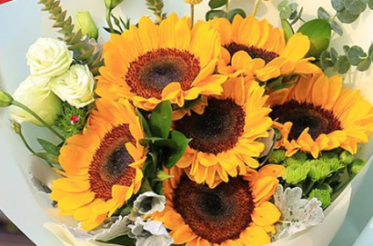 ���տ�����Ԣ�� ���տ��Ļ�����̫��