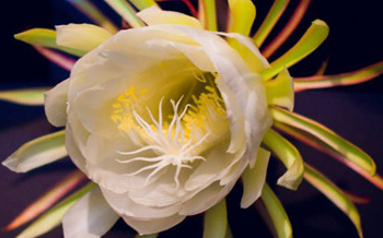 �����Ļ� �ʻ��Ǵ���Ȼ������������������