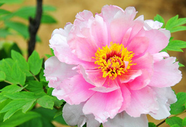 �����Ļ� �ʻ��Ǵ���Ȼ������������������